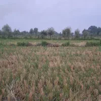 فروش-زمین-کشاورزی