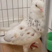 کبوتر پرشی کاکلی  نر