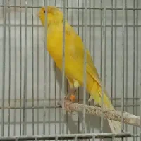 قناری بلند