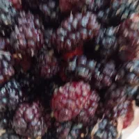 شاتوت تازه