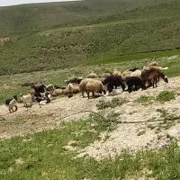 پز و برخ یا کاور برای چروندن تا آخر شهریور .