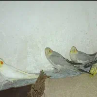عروس هلندی