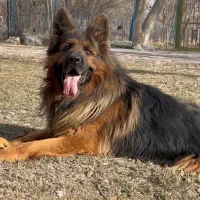 سگ ژرمن شجره دار (ک.ش.ش)