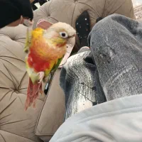 گمشده|پرنده|گرگان, |دیوار