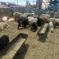 میش بره دار