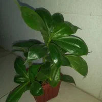 گل همیشه سبز