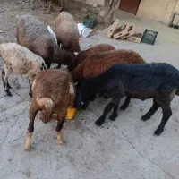 پینج رس بره  سرحال چاق  برای نگهداری بسیار مناسب