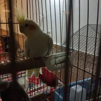 عروس هلندی