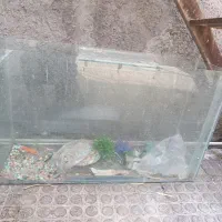 آکواریوم