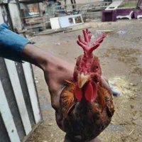 خروس معاوضه با مرغ