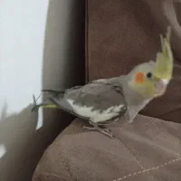 جوجه عروس 2 ماهه