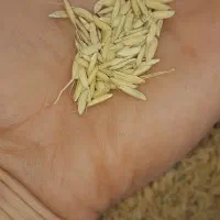 جو برای کاشت
