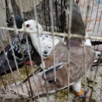 گرفتنی خارا