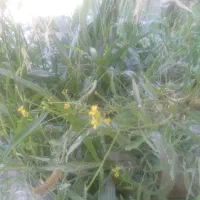 فروش زمین بلهزار