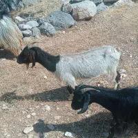 بز کهره بره