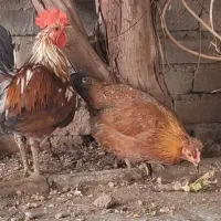 خروس و مرغ لری اصل