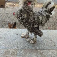 خروس