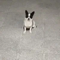 شیواوا ماده