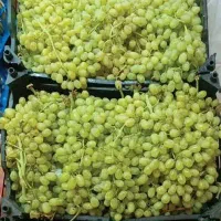 انگور عسگر با کیفیت عالی و قیمت مناسب