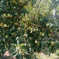 بهاره سیبی