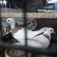 کبوتر،کفتر،ساده سارلکه سیاه ۷رنگ آلمانی،جرمن
