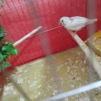 فنچ|پرنده|سیرجان, |دیوار