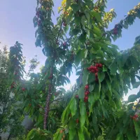 باغ|فروش دفتر صنعتی، کشاورزی، تجاری|مبارکه, |دیوار
