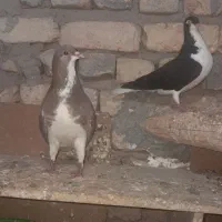 دم سفید و ساده و طوقی