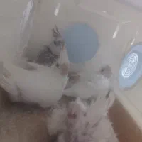 جوجه البینو شاه تخم