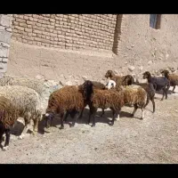 گوسفند
