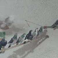کفتر|پرنده|گلباف, |دیوار
