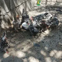 مرغ پاکوتاه