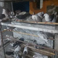 کبوتر پرشی یکجایی