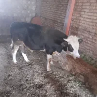 گاو نر