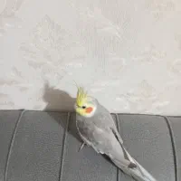 طوطی عروس هلندی نر سخنگو