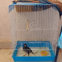 پرنده