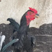 مرغ‌خروس