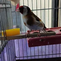 سهره|پرنده|تاکستان, |دیوار