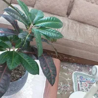 گل کورتون سه شاخه شاداب با گلدان سنگی