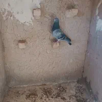 کبوتر مسافتی