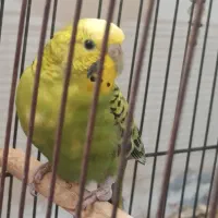 مرغ عشق سرحال قیمت مناسب