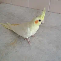 فروش عروس هلندی دستی