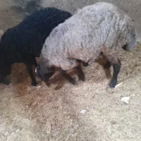 بره نر