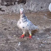 سار ماده
