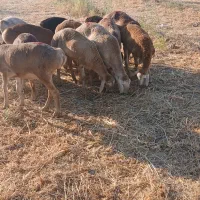 بره ماده چینی قندوزی اصل