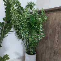 گل و گیاه طبیعی