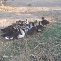 اردک خارجی
