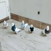 طوق شازده ایی کاکل پا صاف