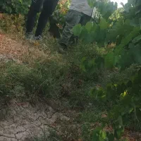 باغ ثمری دشتک کوار