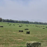 یونجه